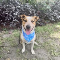 Photo of Zak *$150 Adoption Fee*