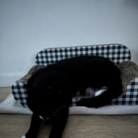Photo of Big Best Baby Boy Bernard