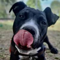 Photo of Tonka