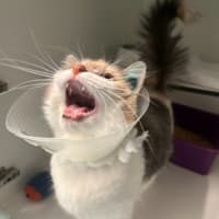 Photo of Izzy