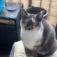 Photo of Queen