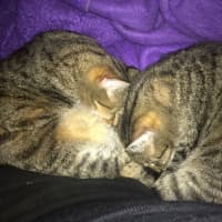 Photo of Bunny And Max (Bonded Pair)