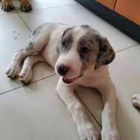 Photo of Honey Queen