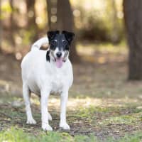 Photo of Cookie