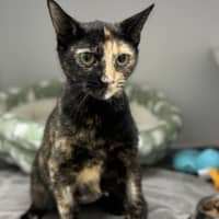 Photo of Poppy 