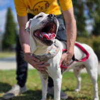 Photo of Dotti