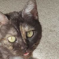 Photo of Nebula