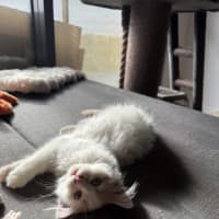 Photo of Charlotte