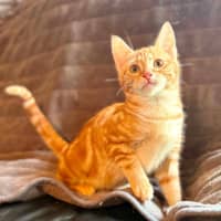 Photo of Puddles   In Foster Care In Templestowe