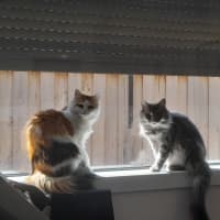 Photo of Luna & Sage