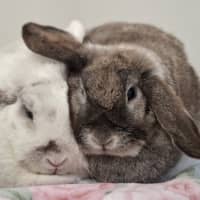 Photo of Cabbage (Bonded To Capsicum)