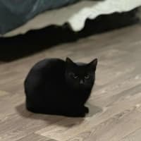 Photo of Steve* 9 Lives Project Rescue*