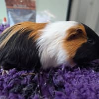 Photo of Steven