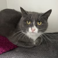 Photo of Muffin