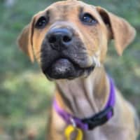 Photo of Macadamia Twist