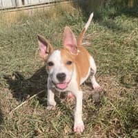 Photo of Honey (P13)