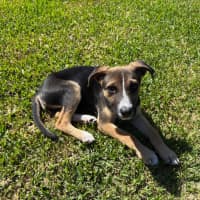 Photo of Tilly   10 Week Old Kelpie X