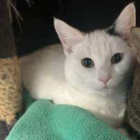 Photo of Harley