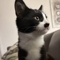 Photo of Socks