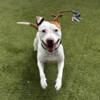 Photo of Roscoe
