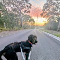 Photo of Stephen   9 Month Old Mixed Breed