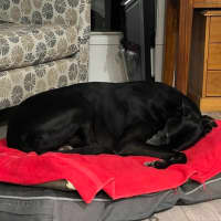 Photo of Boris The Greyhound