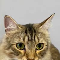 Photo of Luna
