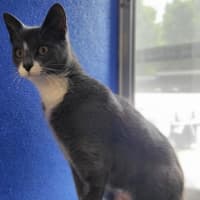 Photo of Purrsephone