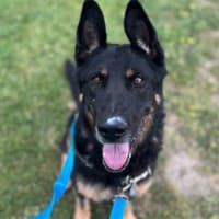 Photo of Rex