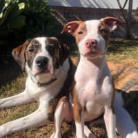 Photo of Josie   4 Month Old American Staffy X