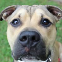 Photo of Tank