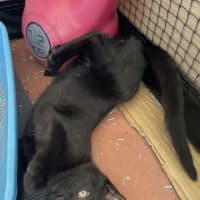 Photo of Loudmouth Magee