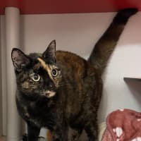 Photo of Gypsy