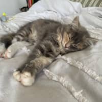 Photo of Milli
