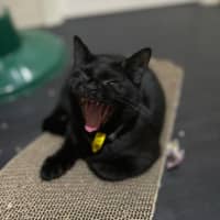 Photo of Monty