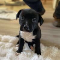 Photo of Midnight
