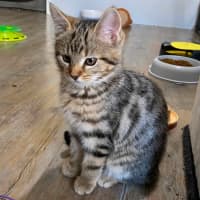 Photo of Waffle