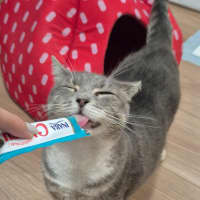 Photo of Minty