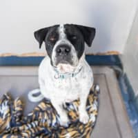 Photo of Bolt