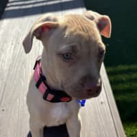 Photo of Squishy   11 Week Old Staffy X