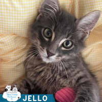 Photo of Jello