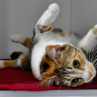 Photo of Rosita Purrez