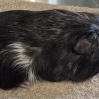 Photo of Parsnip