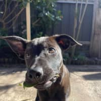 Photo of Beans   4 Month Old Kelpie X