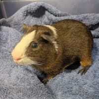 Photo of Buckley