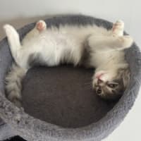 Photo of Cherub & Rudolf 