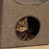 Photo of Rosalee & Sherlock   Assisted Rehome