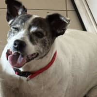 Photo of Rosie   12 Year Old Jack Russell