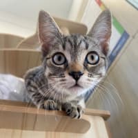 Photo of C1488 Venus