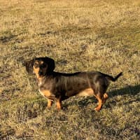 Photo of Morris   2 Year Old Dachshund 